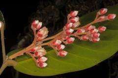 Hopea erosa